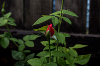 _MGL6930
