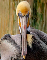 _M0E9403 11x14 pelican