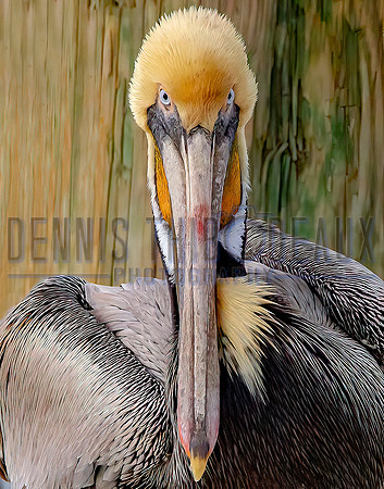 _M0E9403 11x14 pelican