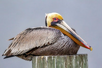 _M0E9552 pelican
