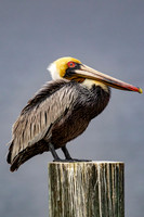 _M0E9395 pelican