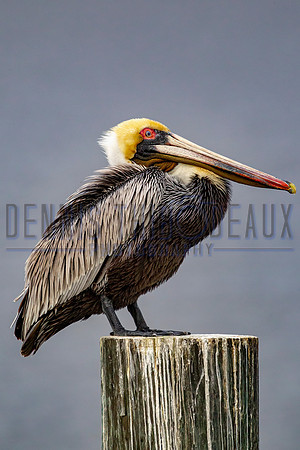 _M0E9395 pelican