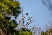 _M0E0275 eagle