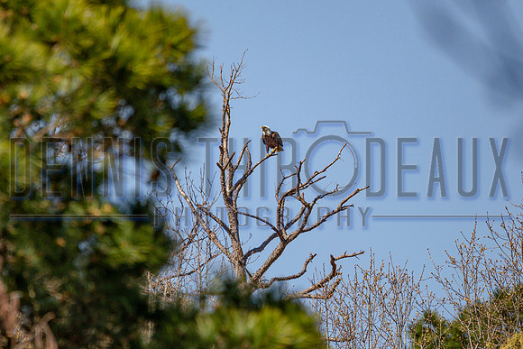 _M0E0275 eagle