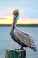 _M0E9561 pelican