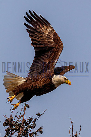 _M0E0538 eagle