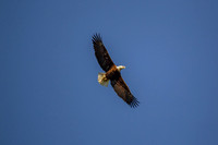 _M0E0160 eagle