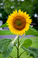 _MGL8693 sunflower2