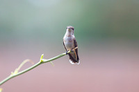 1DT_9223 hummingbird