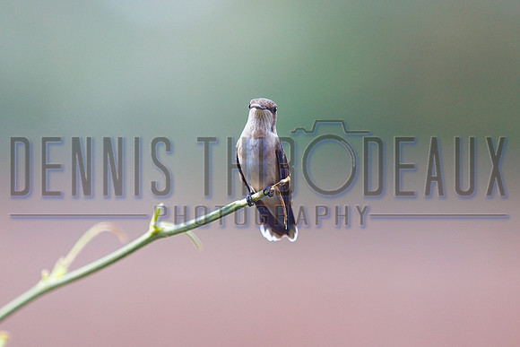 1DT_9223 hummingbird