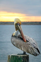 _M0E9520 pelican