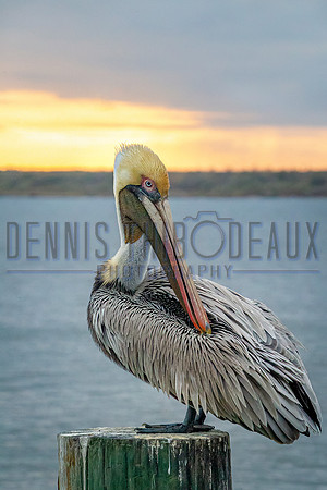 _M0E9520 pelican