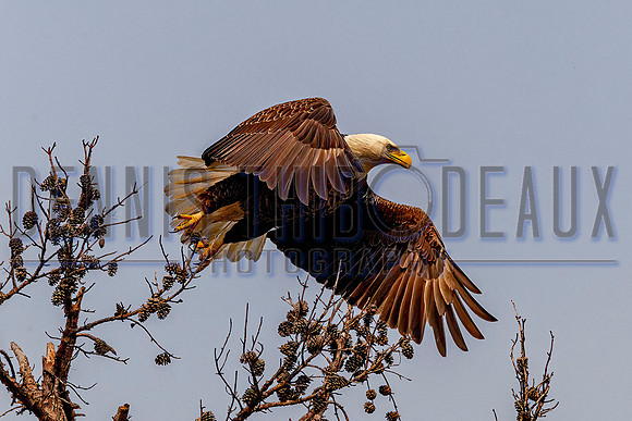 _M0E0537 eagle