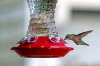 Hummingbirds