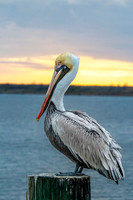 _M0E9524 pelican