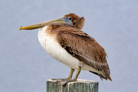 _M0E9422 pelican