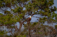 _M0E0420 eagle