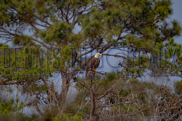 _M0E0420 eagle