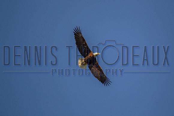 _M0E0160 eagle