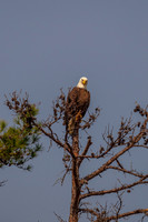 _M0E0481 eagle