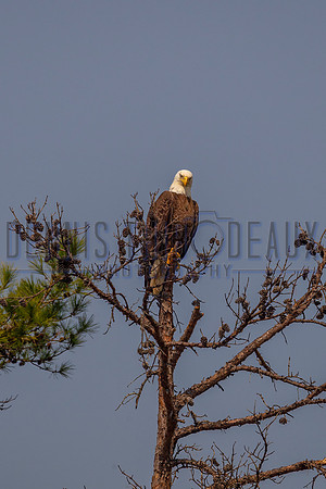 _M0E0481 eagle