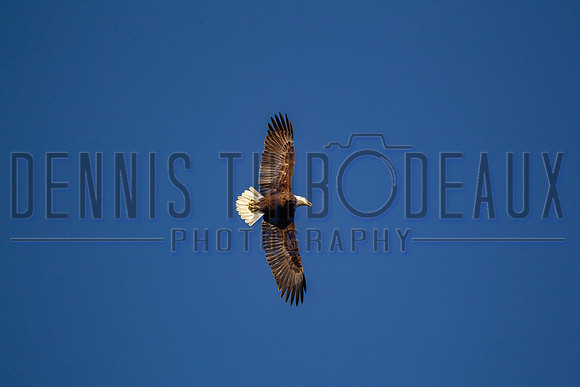 _M0E0162 eagle