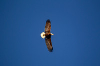 _M0E0162 eagle