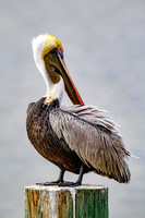 _M0E9416 pelican