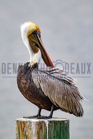 _M0E9416 pelican