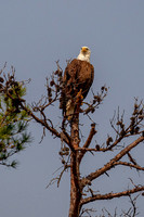 _M0E0478 eagle