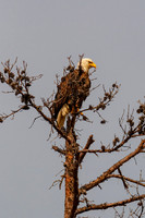 _M0E0536 eagle