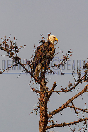 _M0E0536 eagle