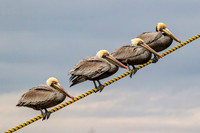 _M0E9508 pelicans