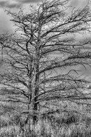 _MG_3432bw