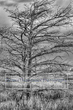 _MG_3432bw