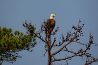 _M0E0475 eagle