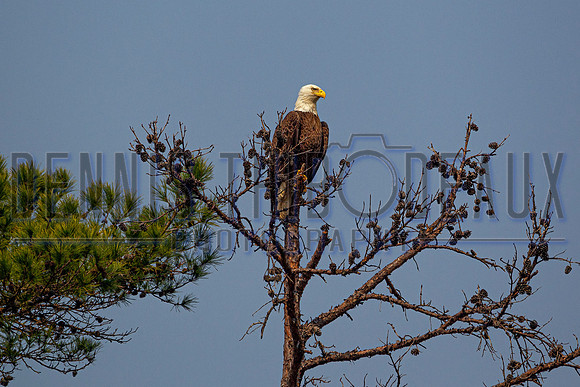 _M0E0475 eagle