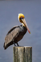 _M0E9390 pelican