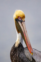 _M0E9412 pelican
