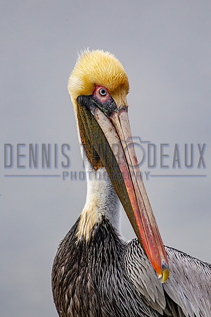 _M0E9412 pelican