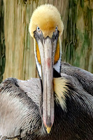 _M0E9403 pelican