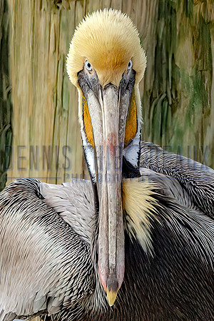 _M0E9403 pelican