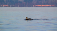 _M0E9745 loon
