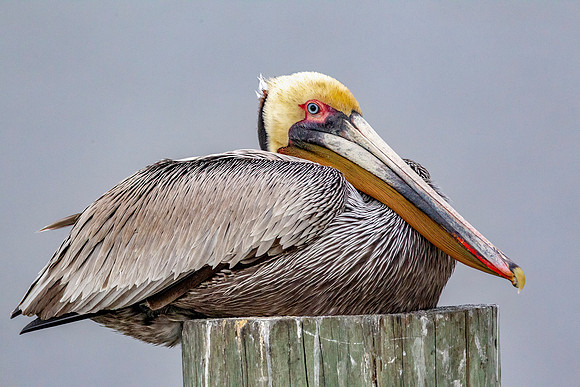 _M0E9552 pelican