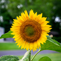 _MGL8693 sunflower