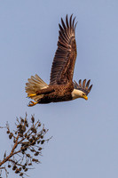 _M0E0541 eagle