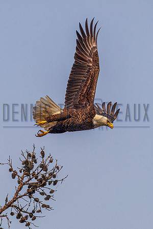 _M0E0541 eagle