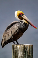 _M0E9393 pelican