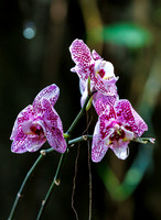 DT3_2210