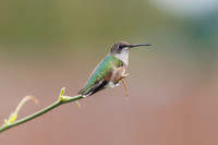 1DT_9252 hummingbird